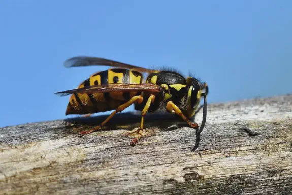 Allerginen reaktio yllättää